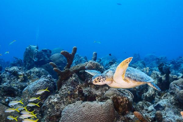 Marine life in Coral Triangle